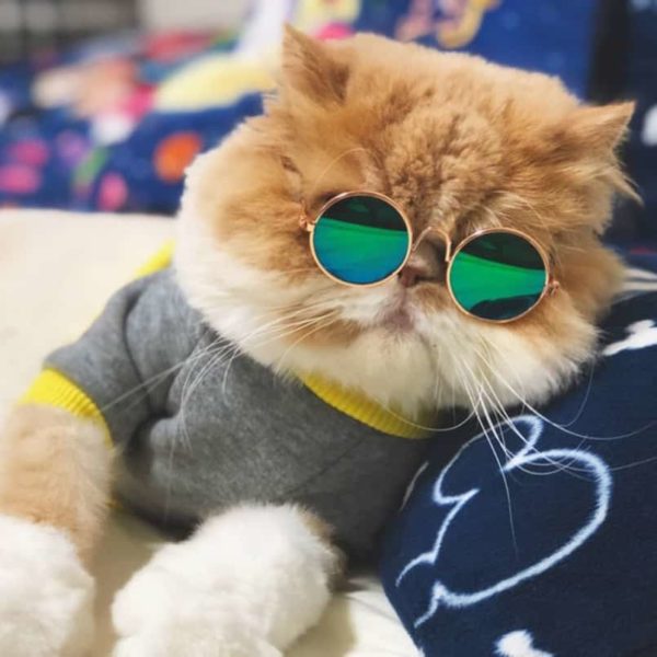 Stylové sluneční brýle pro kočku/psa - 6