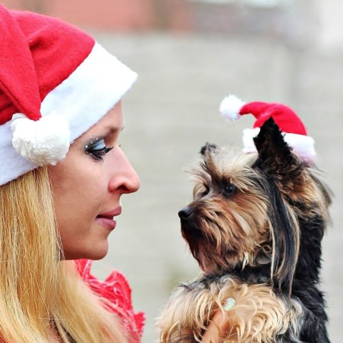 Vánoční čepice pro psy Claret