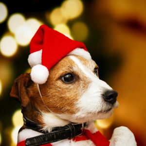 Vánoční čepice pro psy Claret